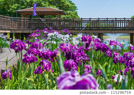 Akatsukayama Park, irises in full bloom (Toyokawa City, Aichi Prefecture) Akatsukayama Park, irises in full bloom (Toyokawa City, Aichi Prefecture) 115296759