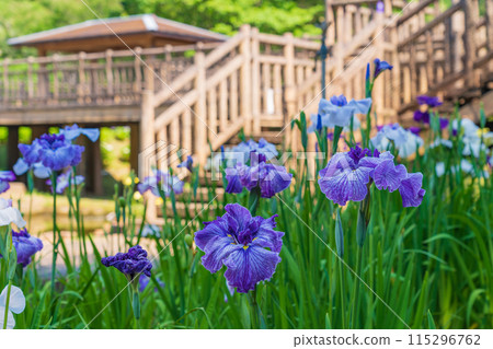 Akatsukayama Park, irises in full bloom (Toyokawa City, Aichi Prefecture) Akatsukayama Park, irises in full bloom (Toyokawa City, Aichi Prefecture) 115296762