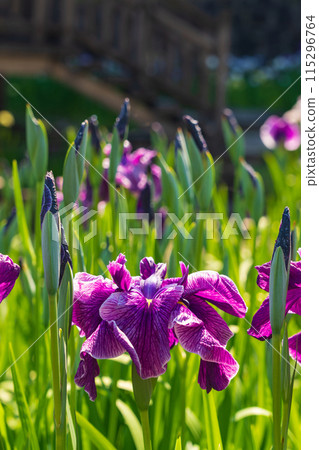 Akatsukayama Park, irises in full bloom (Toyokawa City, Aichi Prefecture) 115296764