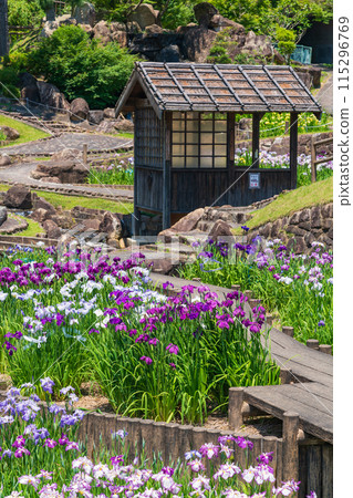 赤塚山公園、菖蒲盛開<愛知縣豐川市> 赤塚山公園、菖蒲盛開<愛知縣豐川市> 115296769