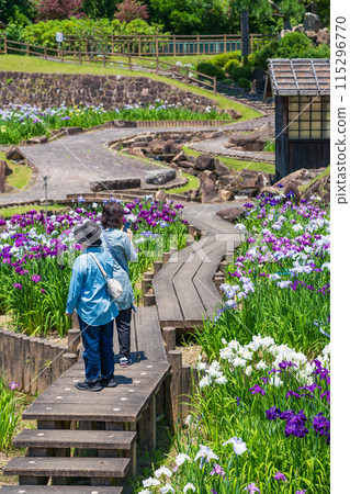 赤塚山公園、菖蒲盛開<愛知縣豐川市> 115296770