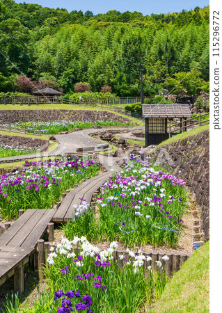 Akatsukayama Park, irises in full bloom (Toyokawa City, Aichi Prefecture) Akatsukayama Park, irises in full bloom (Toyokawa City, Aichi Prefecture) 115296772