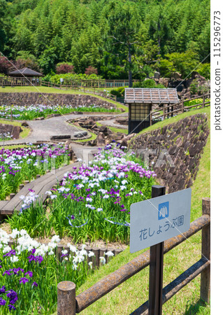 Akatsukayama Park, irises in full bloom (Toyokawa City, Aichi Prefecture) Akatsukayama Park, irises in full bloom (Toyokawa City, Aichi Prefecture) 115296773
