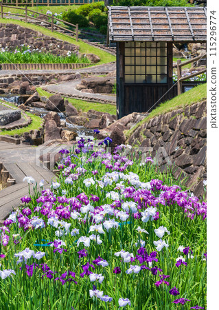 Akatsukayama Park, irises in full bloom (Toyokawa City, Aichi Prefecture) Akatsukayama Park, irises in full bloom (Toyokawa City, Aichi Prefecture) 115296774