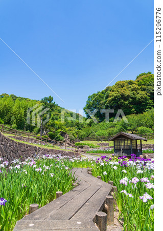 Akatsukayama Park, irises in full bloom (Toyokawa City, Aichi Prefecture) 115296776