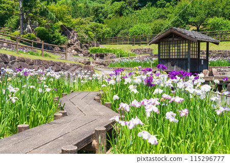 Akatsukayama Park, irises in full bloom (Toyokawa City, Aichi Prefecture) 115296777