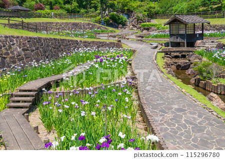 Akatsukayama Park, irises in full bloom (Toyokawa City, Aichi Prefecture) 115296780