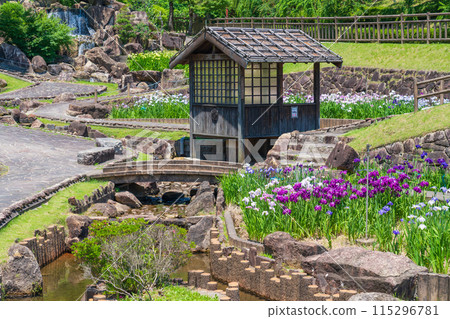 Akatsukayama Park, irises in full bloom (Toyokawa City, Aichi Prefecture) 115296781