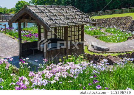 Akatsukayama Park, irises in full bloom (Toyokawa City, Aichi Prefecture) Akatsukayama Park, irises in full bloom (Toyokawa City, Aichi Prefecture) 115296789