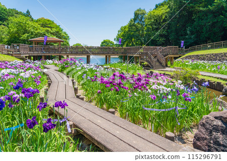 Akatsukayama Park, irises in full bloom (Toyokawa City, Aichi Prefecture) 115296791