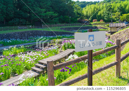 Akatsukayama Park, irises in full bloom (Toyokawa City, Aichi Prefecture) Akatsukayama Park, irises in full bloom (Toyokawa City, Aichi Prefecture) 115296805