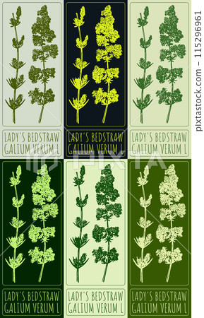 Set of vector drawing LADY'S BEDSTRAW in various colors. Hand drawn illustration. The Latin name is GALIUM VERUM L. 115296961