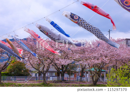 相川水部公園，櫻花盛開，鯉魚旗春風飄揚 115297370