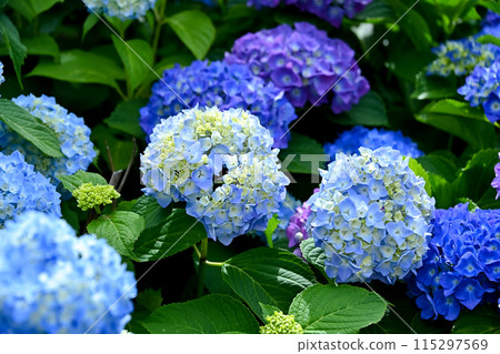 Blue hydrangea Blue hydrangea 115297569