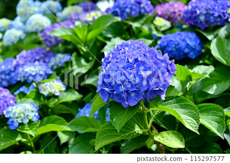 Blue hydrangea 115297577