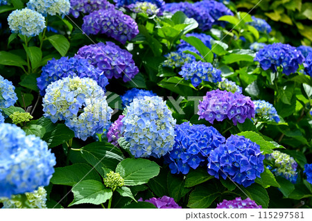 Blue hydrangea 115297581