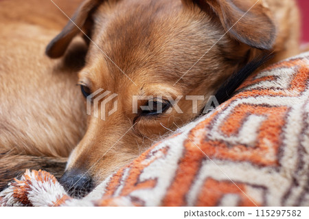 Closeup of a fawncolored dog with whiskers laying comfortably on a pillow Closeup of a fawncolored dog with whiskers laying comfortably on a pillow 115297582