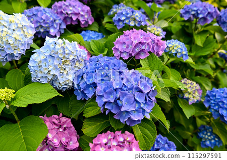 Blue hydrangea 115297591
