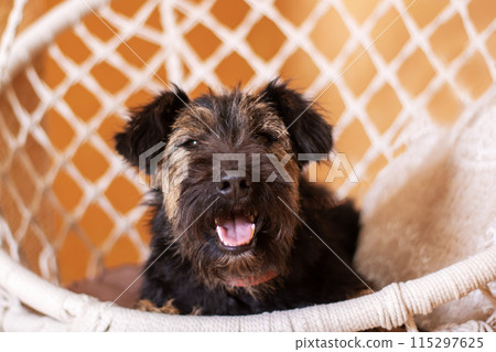 Fawn Mesh Terrier sporting dog rests in hammock, a loyal companion Fawn Mesh Terrier sporting dog rests in hammock, a loyal companion 115297625