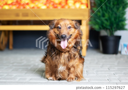A brown dog sits on a brick floor with its tongue out A brown dog sits on a brick floor with its tongue out 115297627