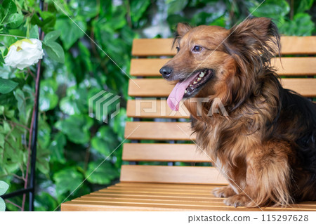 A brown dog is seated on a bench, its tongue hanging out A brown dog is seated on a bench, its tongue hanging out 115297628