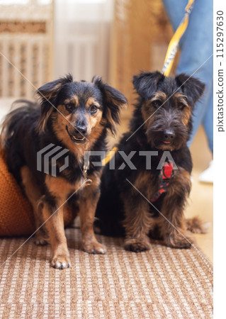 Two dogs are positioned together on a rug, showing close companionship 115297630