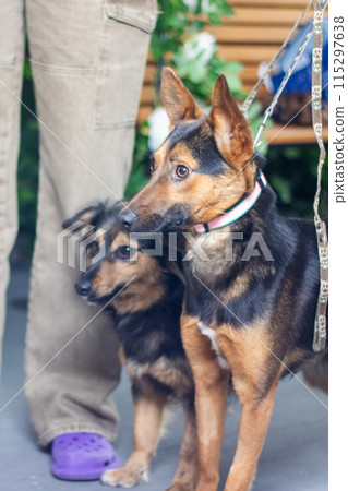 Two breed dogs leashed in herding, companion, or working categories Two breed dogs leashed in herding, companion, or working categories 115297638