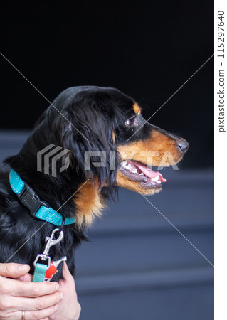 Black and brown dog in blue collar held by person 115297640