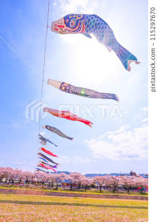 相川水部公園,藍天,櫻花盛開,鯉魚旗在春風中游動 相川水部公園,藍天,櫻花盛開,鯉魚旗在春風中游動 115297670