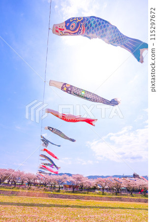 相川水部公園，藍天，櫻花盛開，鯉魚旗在春風中游動 115297672