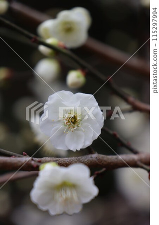 Kitano Tenman-gu Shrine Kitano Tenman-gu Shrine 115297994