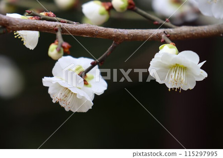 北野天滿宮 北野天滿宮 115297995