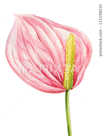 Anthuriums Watercolor botanical illustration. Hand drawn tropical flowers greeting cards, clipart. pink exotic flora Anthuriums Watercolor botanical illustration. Hand drawn tropical flowers greeting cards, clipart. pink exotic flora 115298010
