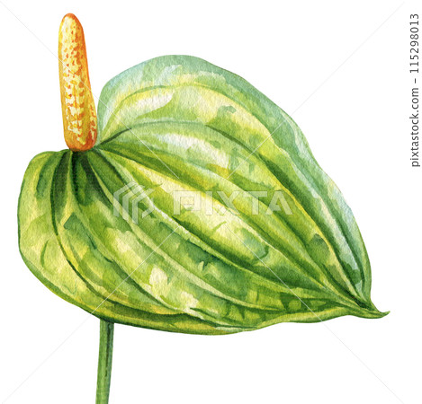 Anthuriums Watercolor botanical illustration. Hand drawn tropical flowers greeting cards, clipart. green exotic flora Anthuriums Watercolor botanical illustration. Hand drawn tropical flowers greeting cards, clipart. green exotic flora 115298013
