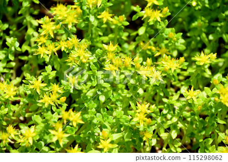 Mexico Mannungsa Mexico Mannungsa 115298062