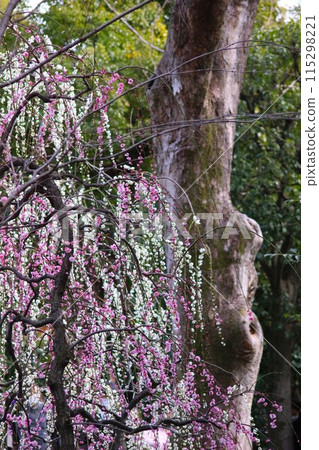 Seongnam Palace 115298221