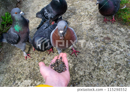 Pigeons in the park. Eat with hands. Tame doves. . High quality photo 115298552