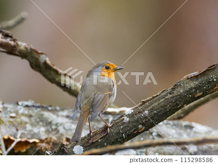 European robin (Erithacus rubecula) sitting on branch European robin (Erithacus rubecula) sitting on branch 115298586