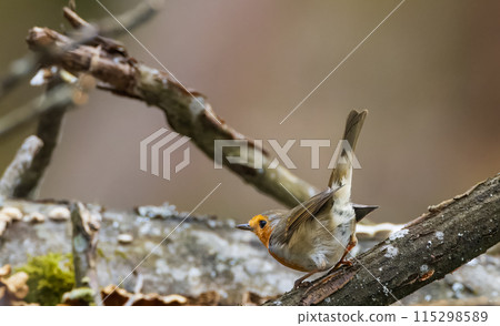 European robin (Erithacus rubecula) sitting on branch European robin (Erithacus rubecula) sitting on branch 115298589