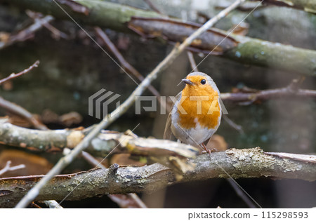 European robin (Erithacus rubecula) sitting on branch European robin (Erithacus rubecula) sitting on branch 115298593