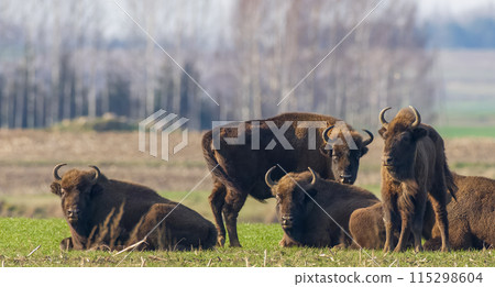 European bison females resting in sunny day European bison females resting in sunny day 115298604