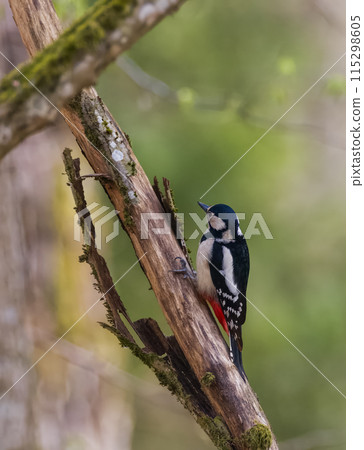 Great spotted woodpecker (Dendrocopos major) looking at camera Great spotted woodpecker (Dendrocopos major) looking at camera 115298605