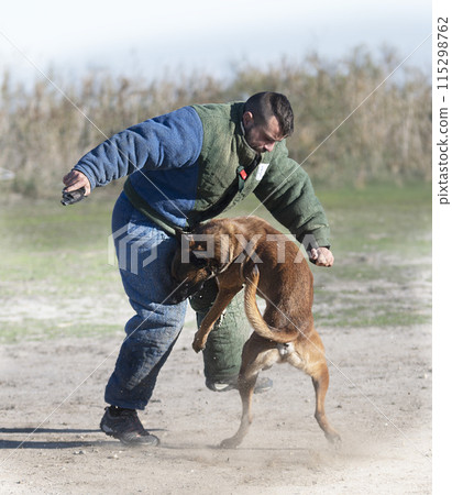 training of belgian shepherd training of belgian shepherd 115298762