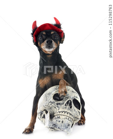 miniature pinscher in studio miniature pinscher in studio 115298763