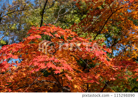 Colorful leaves, autumn season with beautiful bokeh and sky in the background Colorful leaves, autumn season with beautiful bokeh and sky in the background 115298890