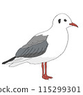 A seagull perched and looking to the side 115299301