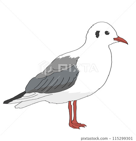一隻海鷗停下來,向旁邊看去 一隻海鷗停下來,向旁邊看去 115299301
