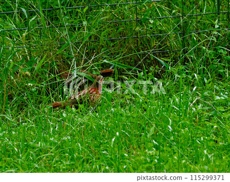 一對短尾啄木鳥在灌木叢中覓食。 115299371