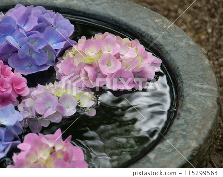Hydrangea arrangement at Hakozaki Shrine Hydrangea arrangement at Hakozaki Shrine 115299563