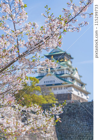 [Spring] Cherry blossoms at Osaka Castle Park [Osaka Castle Tower] 115299733